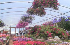 Skawski Farms has a wide variety of potted and hanging plants.